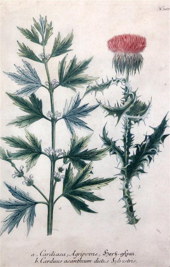 Johann Wilhelm Weinmann (1683-1741) Studies of thistles from Phytanthoza Iconographia 13.5 x 9in.